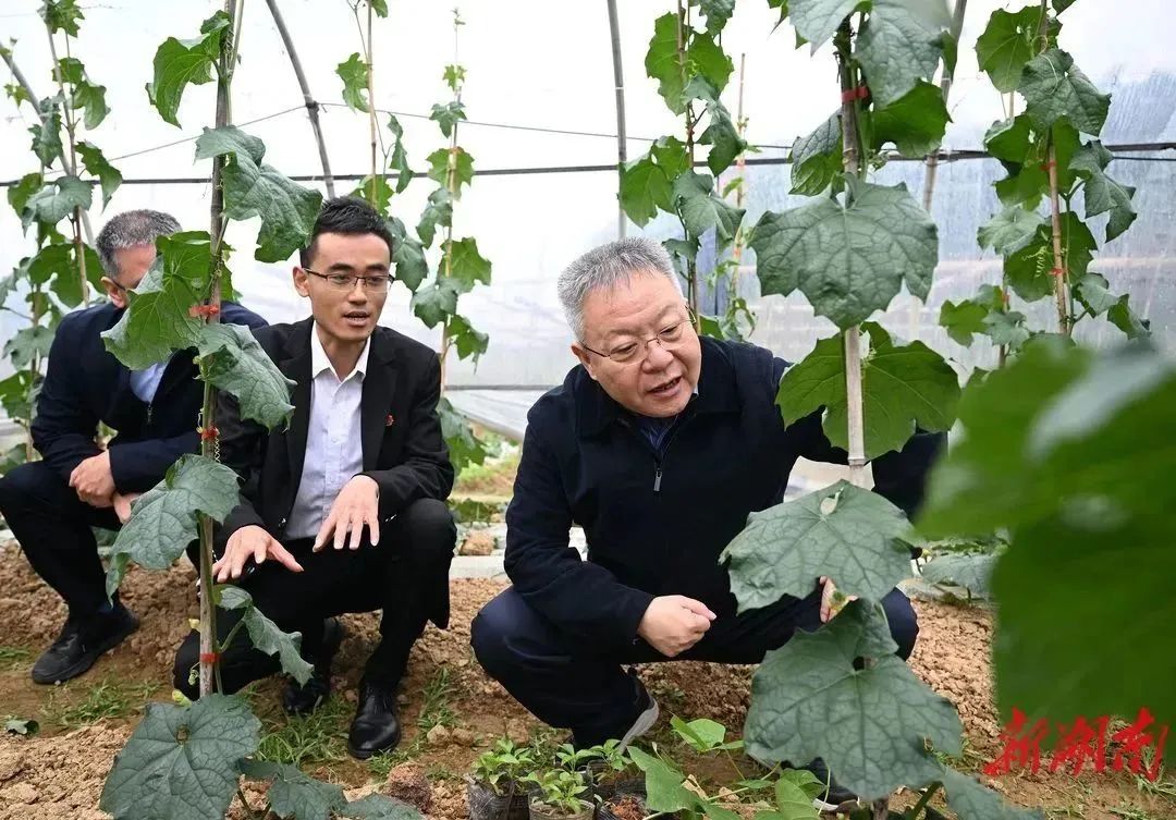 丝瓜休闲农业,丝瓜种植致富商机