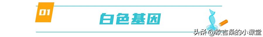 白斑变异基因,白斑基因和全白基因