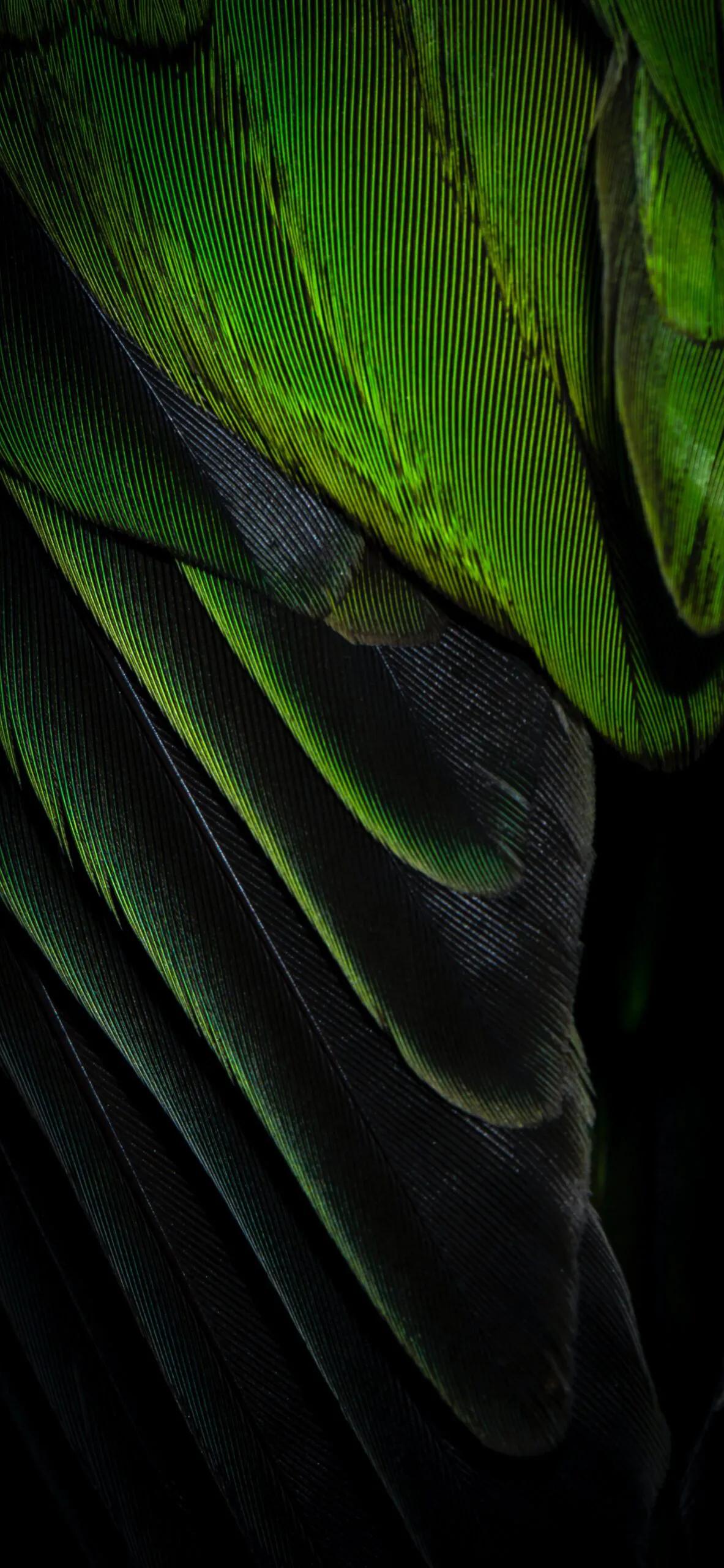 漂亮的羽毛手机壁纸,漂亮的羽毛壁纸手机超清