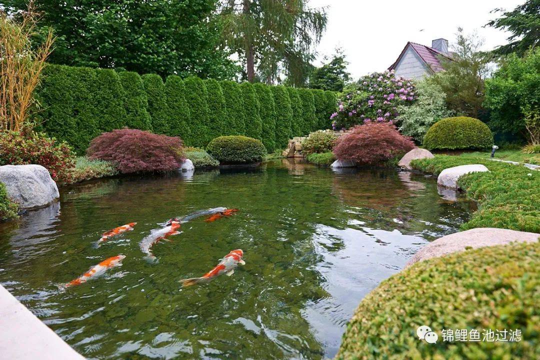 锦鲤尾巴长得慢怎么办视频,国产锦鲤为什么长得慢