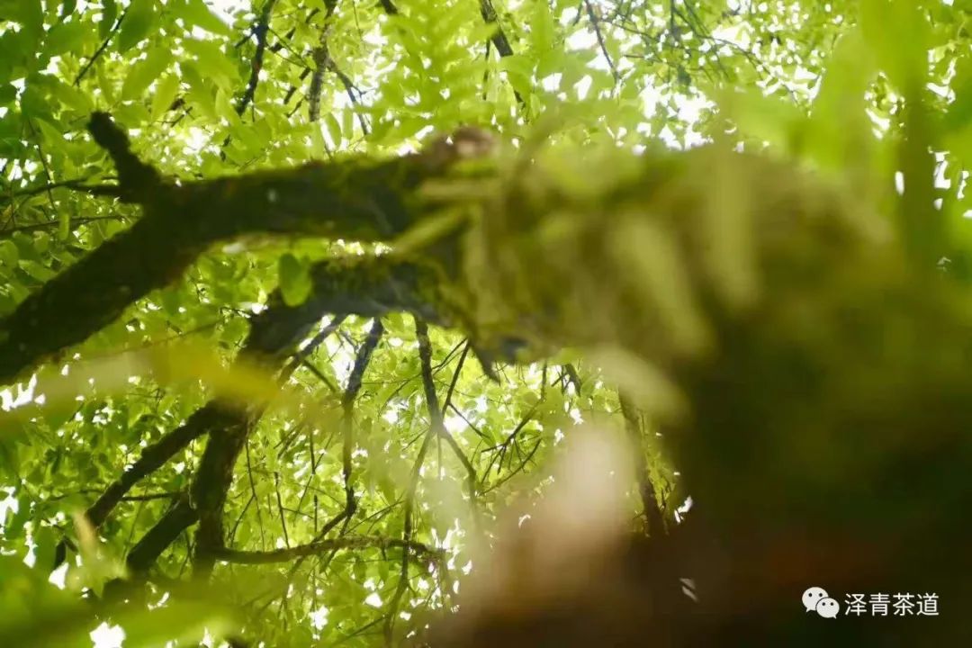 保塘古树茶好喝吗,芒景古树茶好喝吗