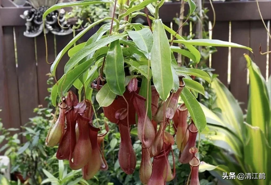 又好看又便宜的食虫植物,有什么推荐的食虫植物