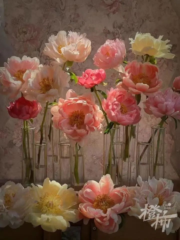 杭州姑娘在菏泽连住5天，只为抢到……