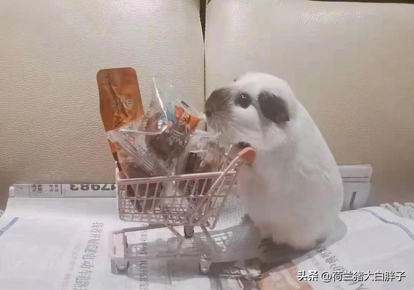 家里养的荷兰猪能放生吗,荷兰猪可以到野外放生吗