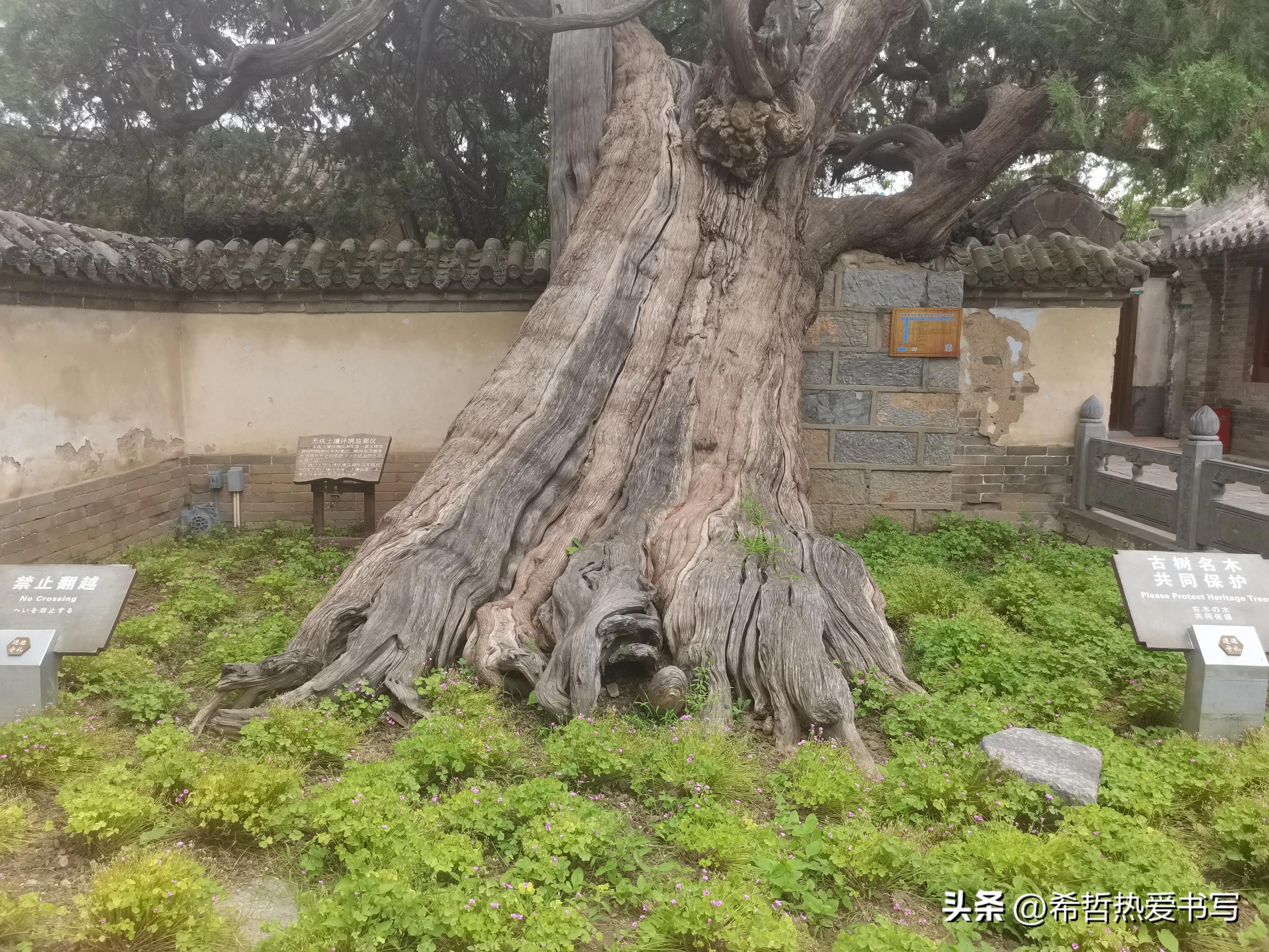 中国四大书院之一嵩阳书院,嵩阳书院应天书院和白鹿洞书院