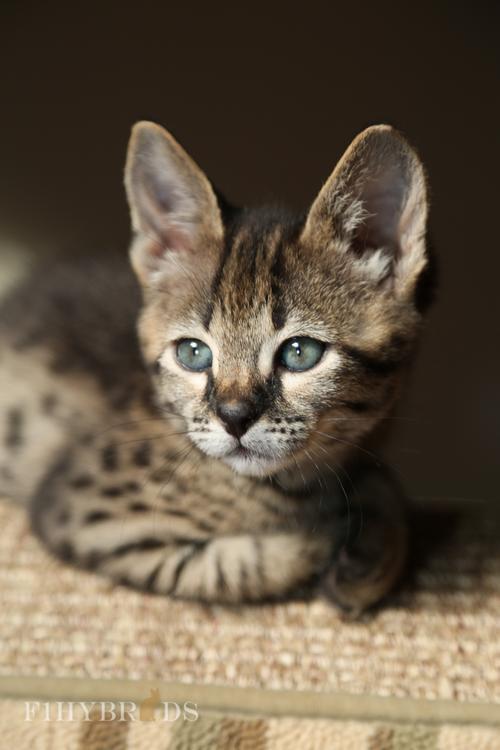 纯种猫咪有哪些颜色,纯种宠物猫有哪些品种