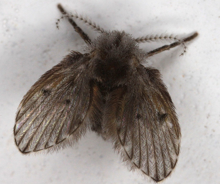 家里有各种虫子怎么彻底消除,8种方法摆脱你家里的虫子