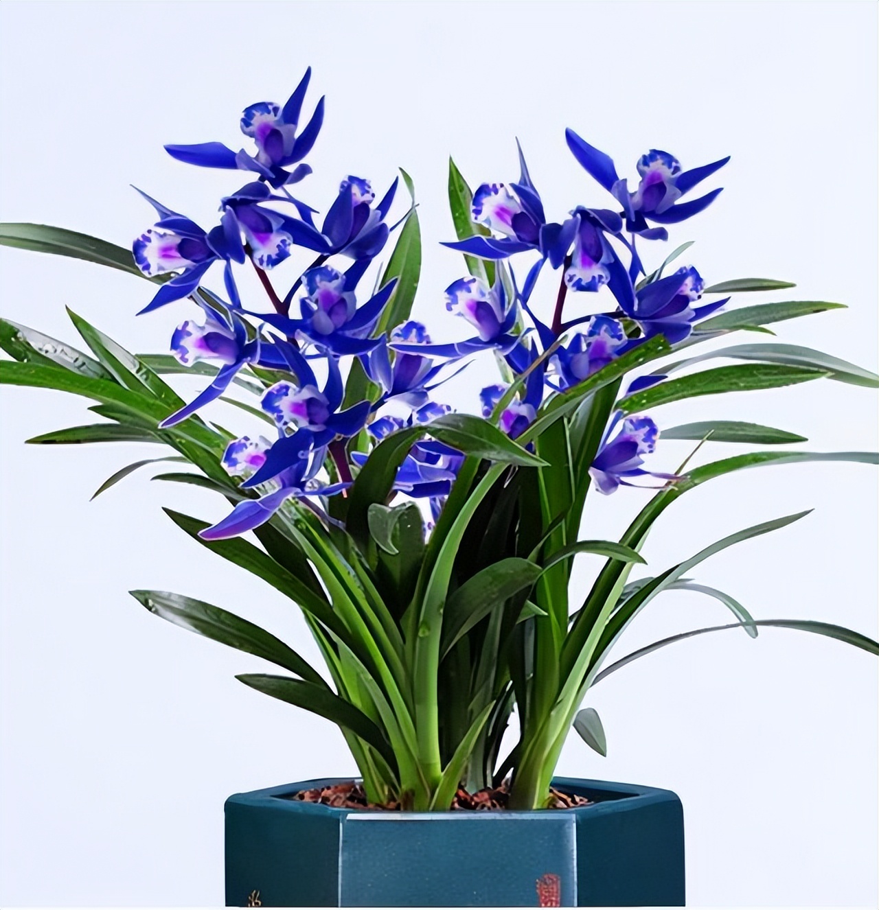 不起眼却很美丽的小花图片,不起眼但沁人心脾的花