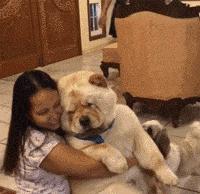 松狮犬的优点和缺点,松狮犬的优点与缺点是什么