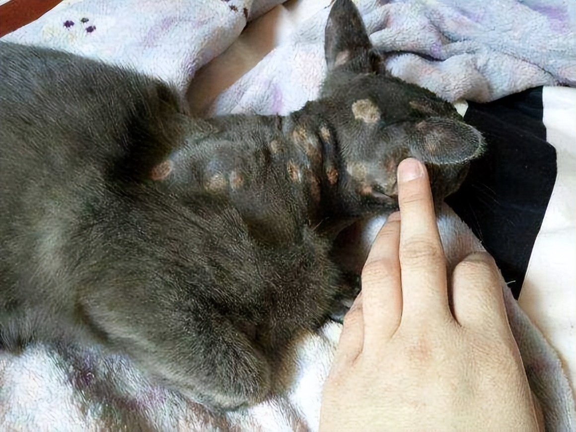 猫不能摸和能摸的部位示意图,18个细节判断猫咪是否健康