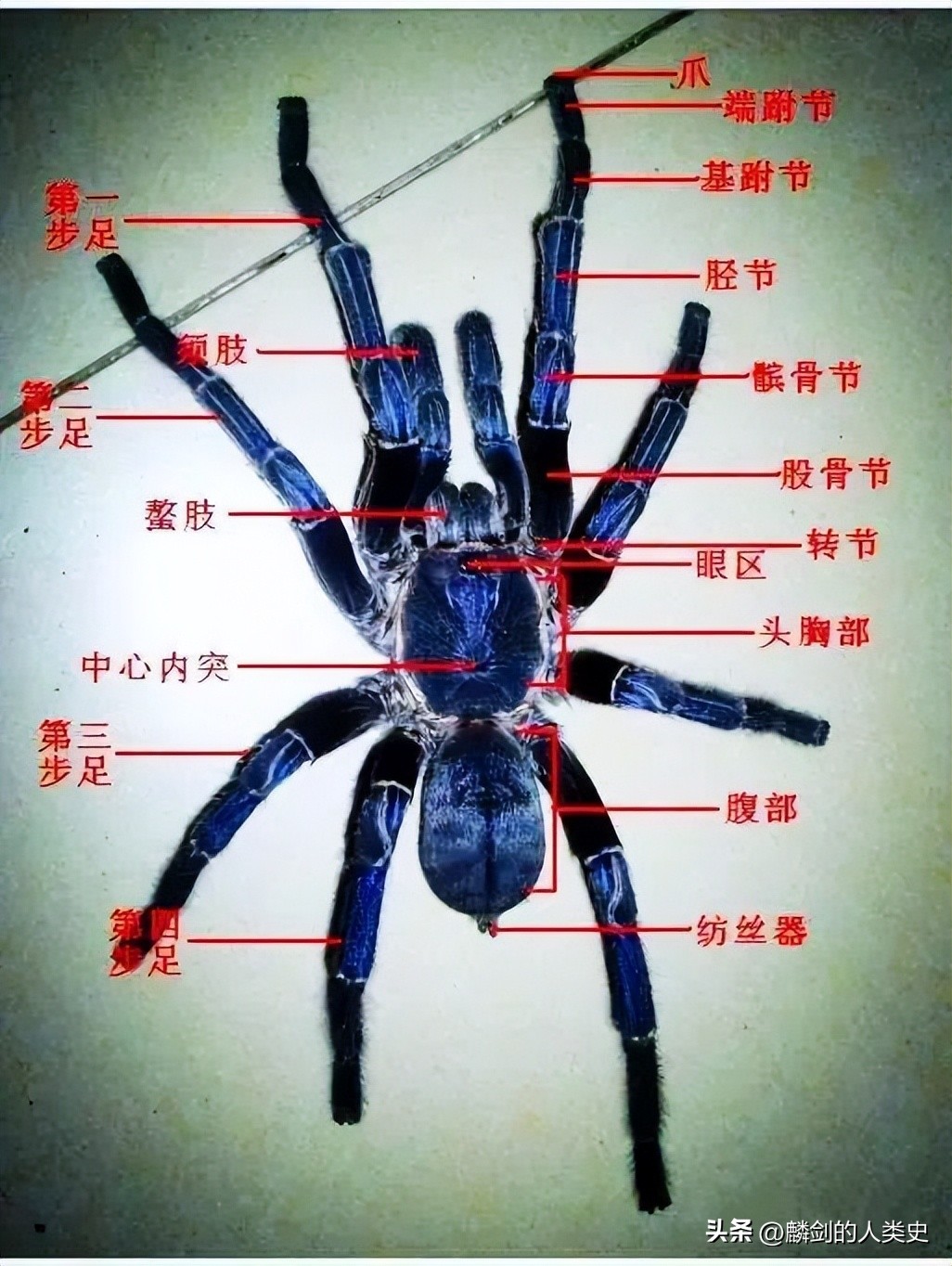 蛛形动物的特征,蛛形纲中有哪些蜘蛛