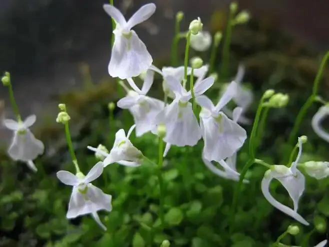 狸藻花图片大全,可爱的狸藻花图片