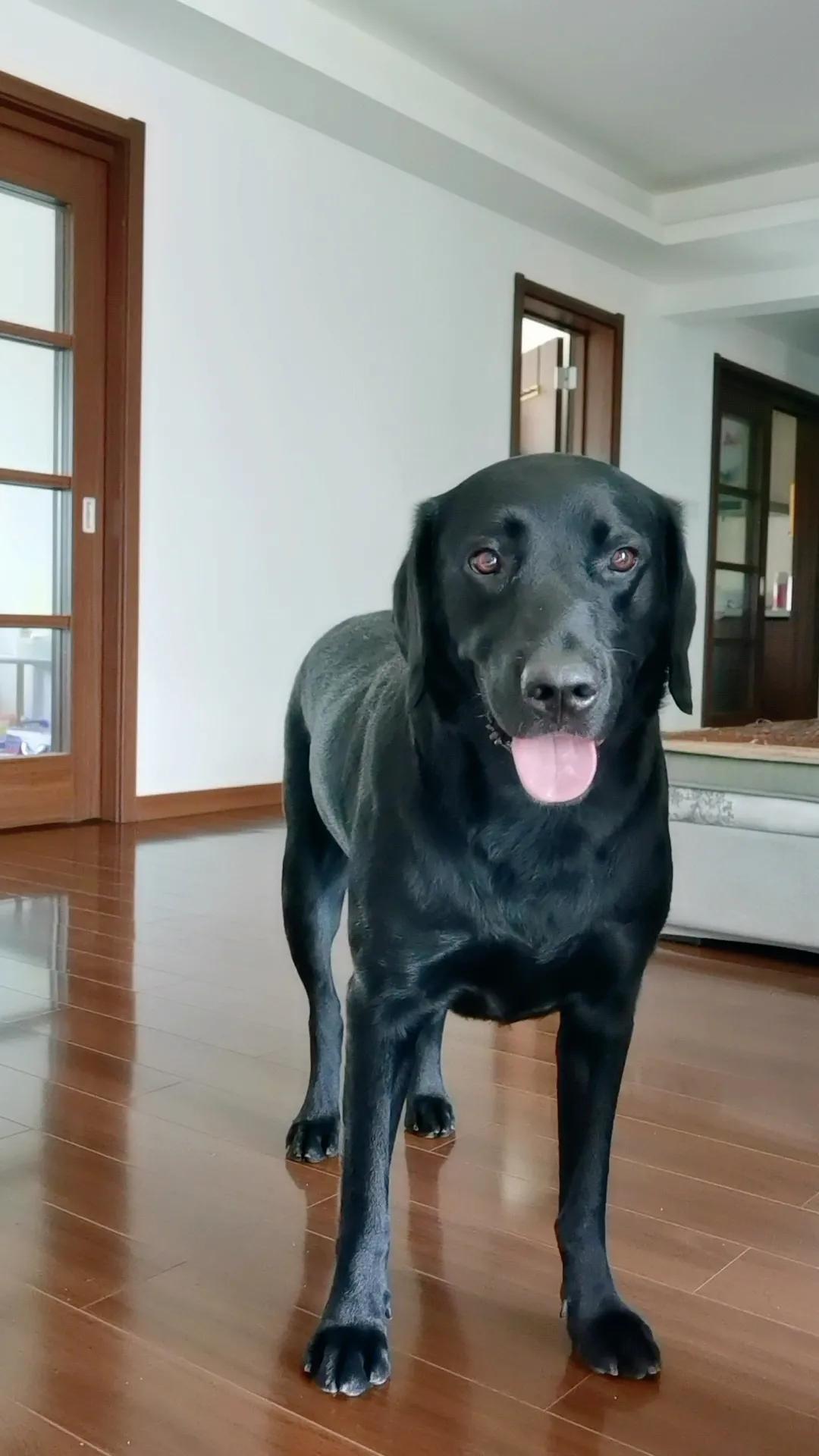 怎么改善狗狗皮肤病的问题,如何改善狗狗毛秃