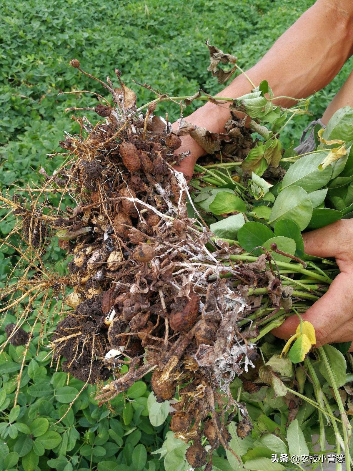 什么杀菌剂有控旺的功效,治死苗烂根最好的杀菌剂是