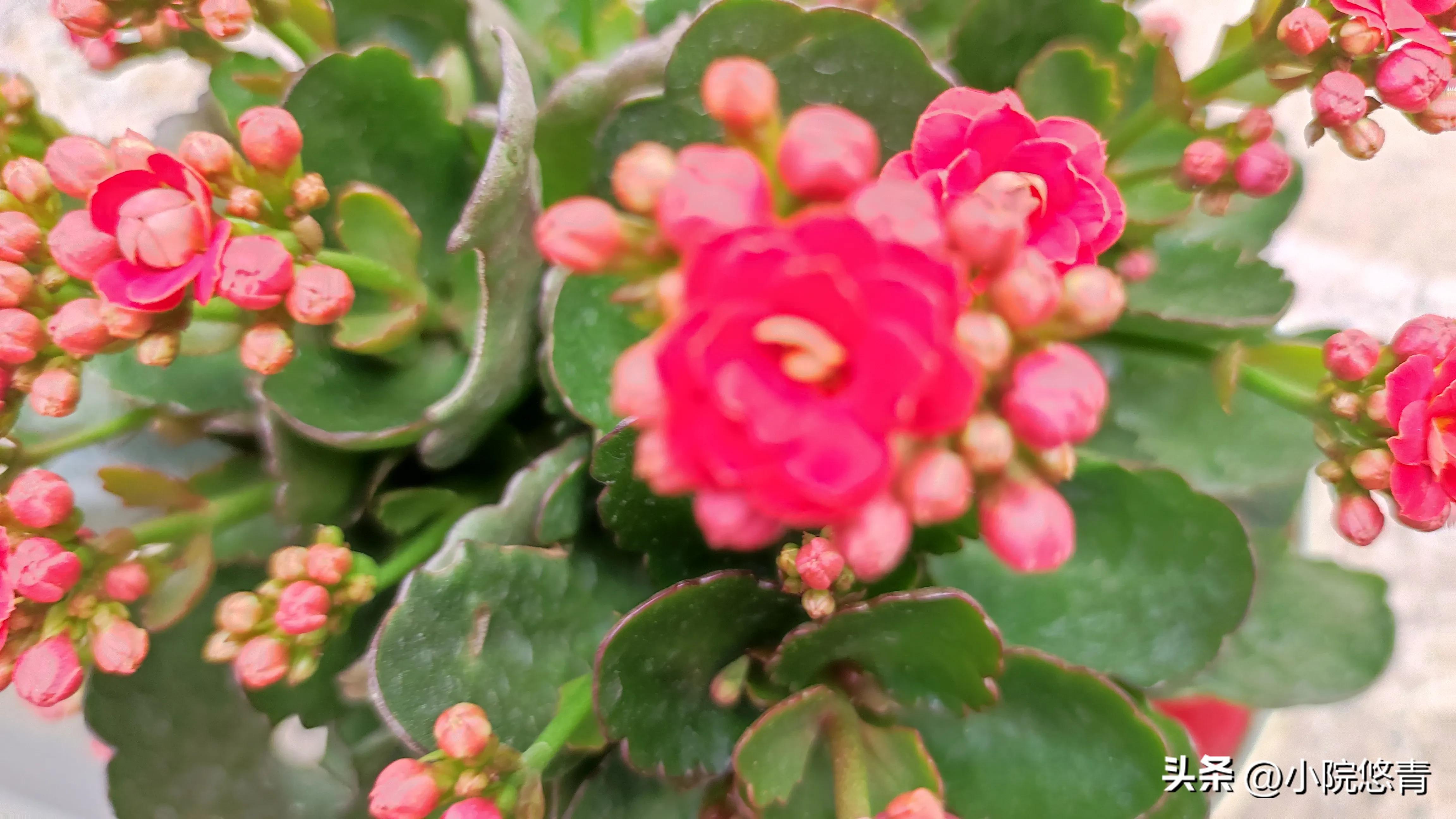 长寿花根系烂了怎么种植,长寿花棒棒糖的种植方法