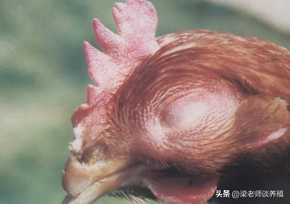 鸡群出现眼肿脸肿，黄色粘液干酪物，这该怎么办？