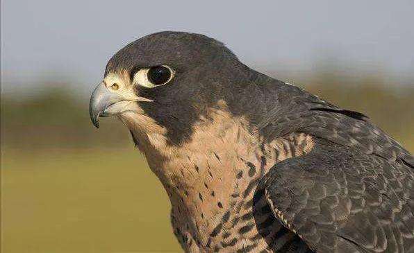 游隼幼鸟,游隼捕猎视频