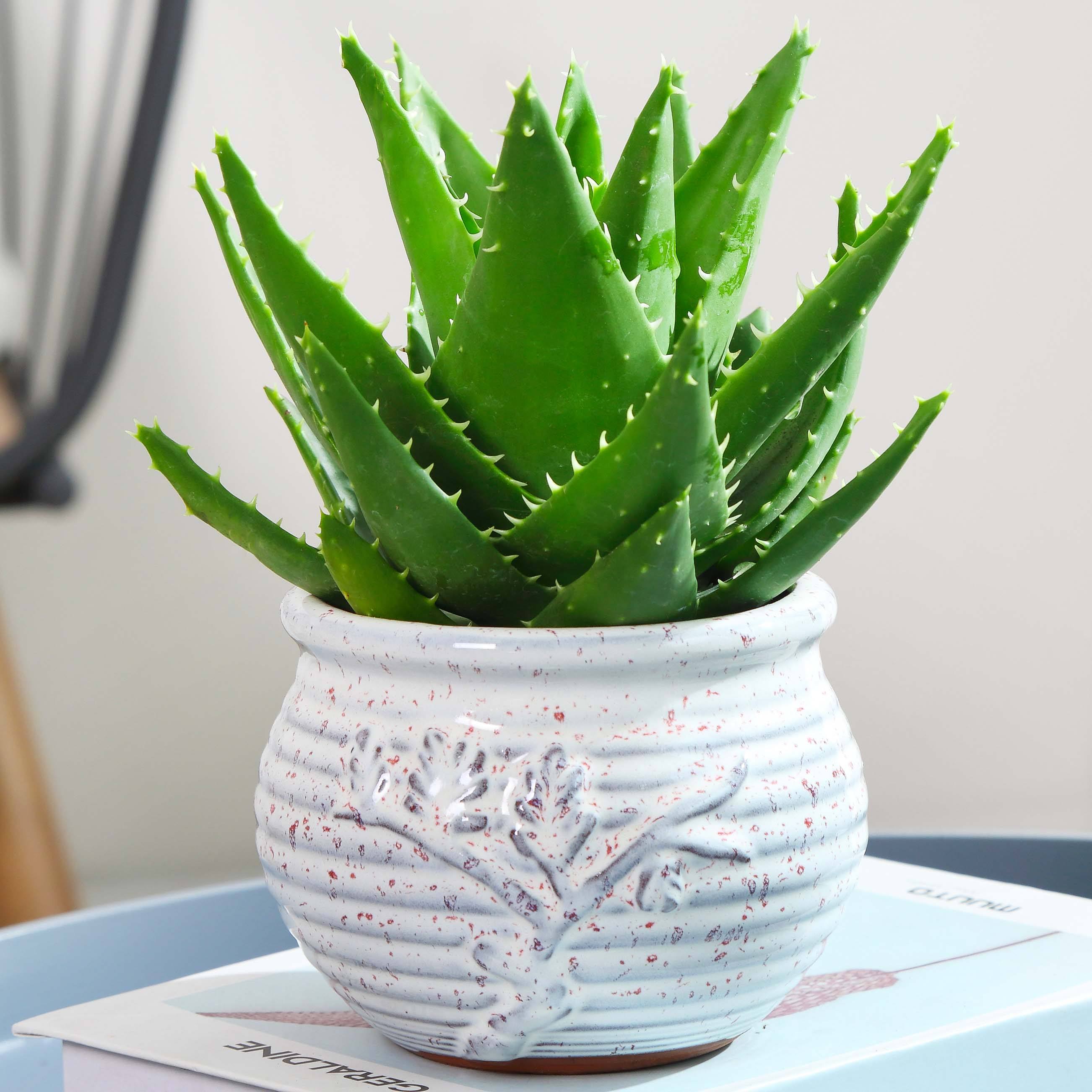 四种漂亮的女人花,可以泡茶的花有哪些