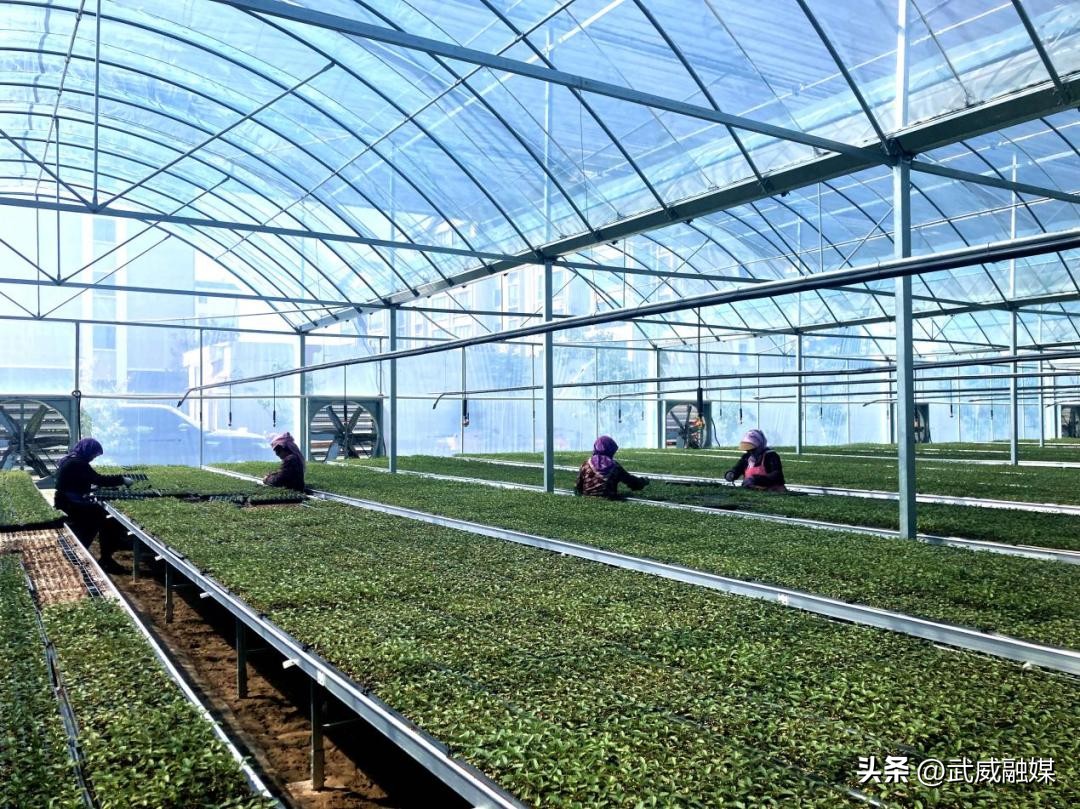 央媒看甘肃薪火相传,央视新闻联播苗乡创业