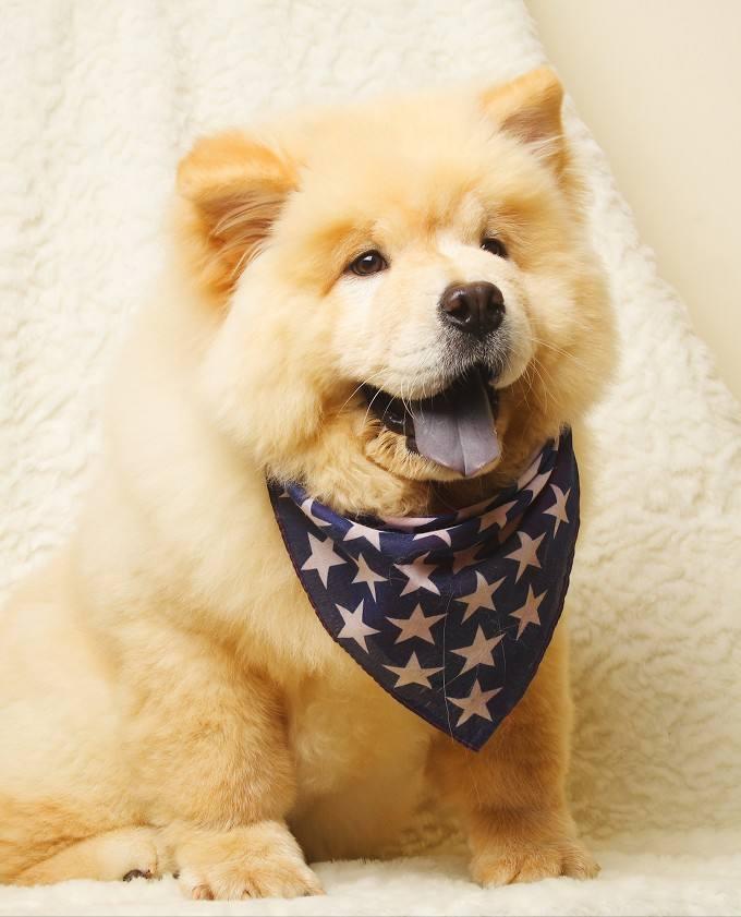 不常见的狗狗集合你都认识哪几只,建议养的10种狗中小型犬