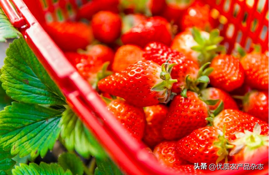 推进三品一标认证打好农业绿色牌,农业品牌三品一标