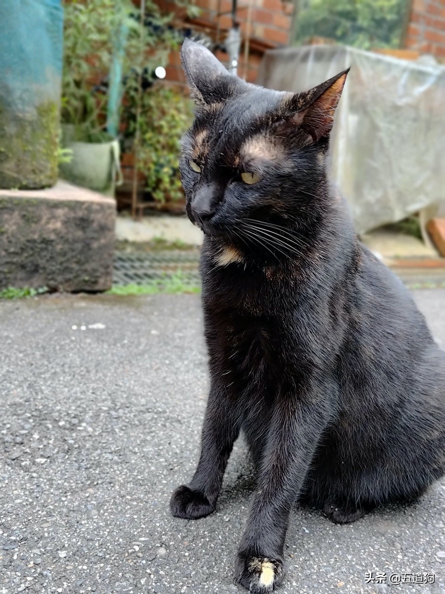 rogphone6,华硕rogphone