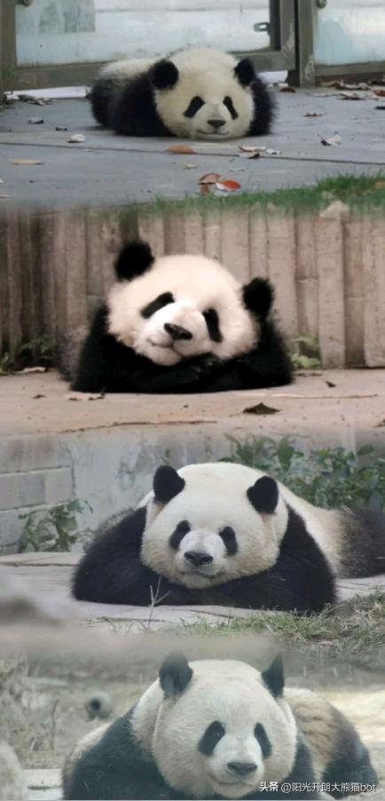 熊猫界的三大顶流视频,熊猫界四大顶流组合