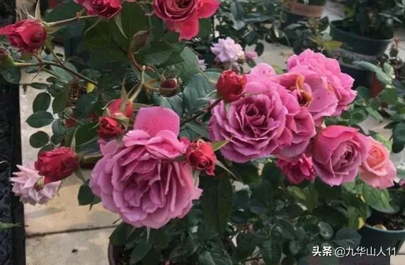 大花浓香勤花的月季品种,大花月季品种介绍大全图片及价格