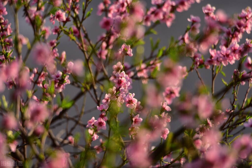 西安桃花观赏最佳地点,西安桃花潭公园桃花什么时候开