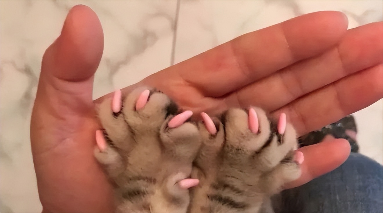 宠物是智商税吗,宠物用品智商税