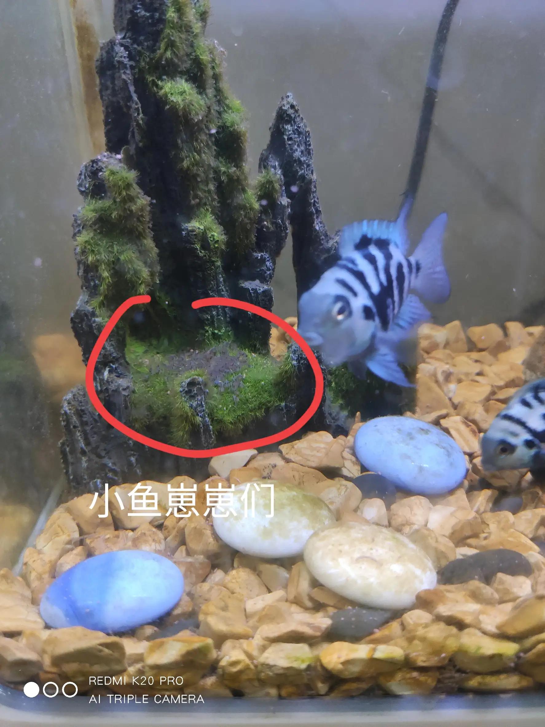 双头迷你鹦鹉鱼怎么养活,养鱼老道迷你鹦鹉鱼