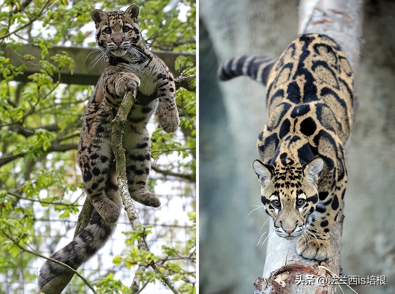 中国最难人工繁育的动物,我国濒危的豹