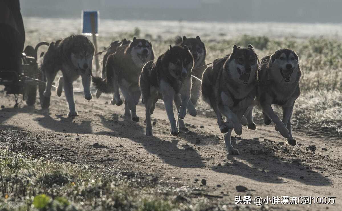 宠物市场最近有什么动态营销,目前宠物市场现状如何开拓
