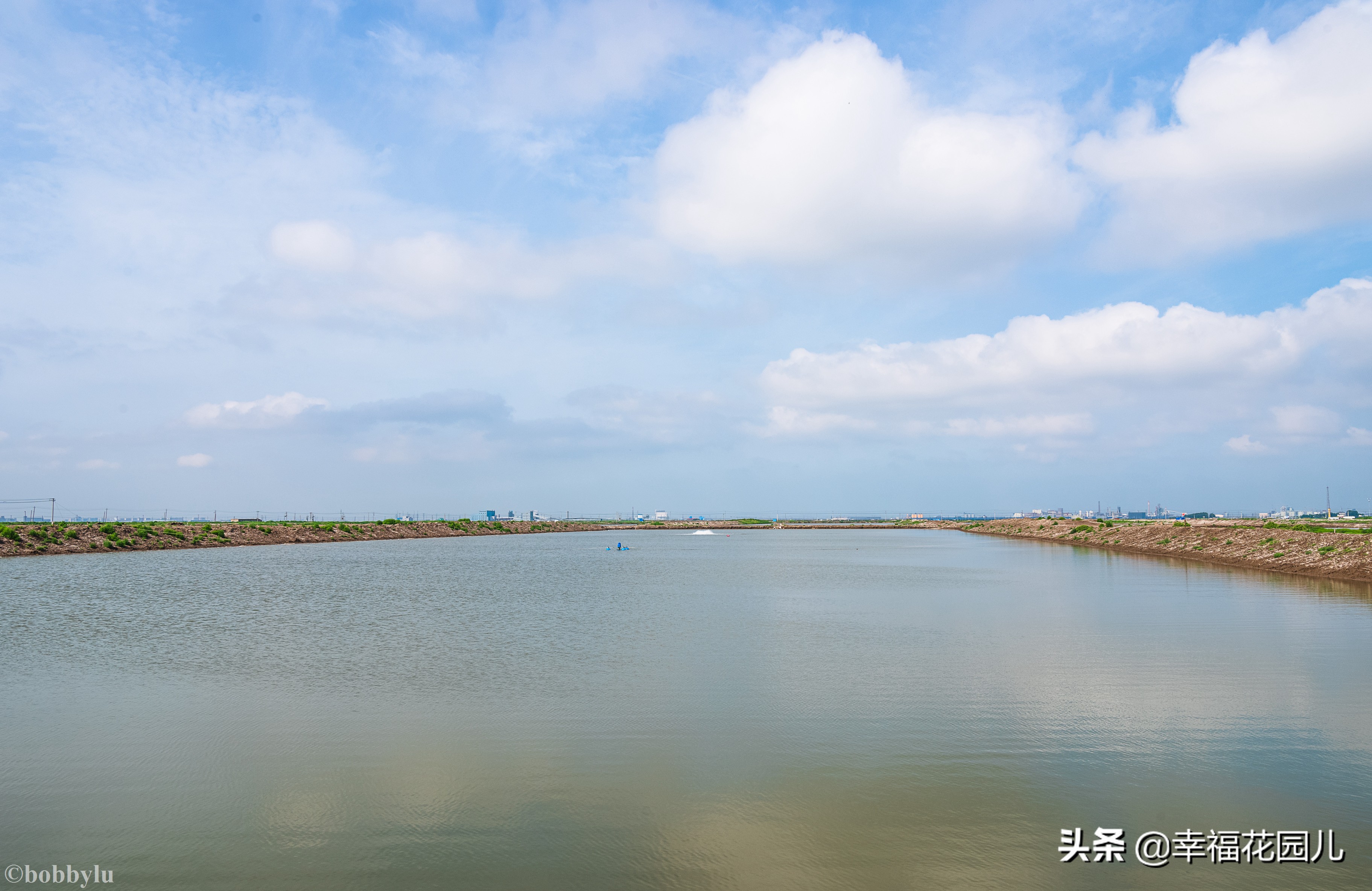美味河豚有多金贵？养殖就有多娇贵！十里海河豚小镇探秘美食之源