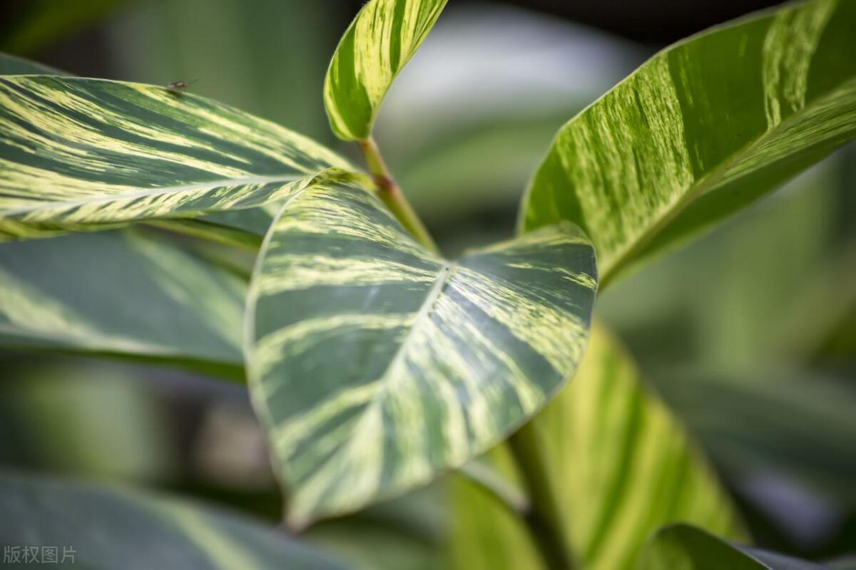 万年青移植后叶子发黄怎么回事,万年青叶子黄了怎么复活