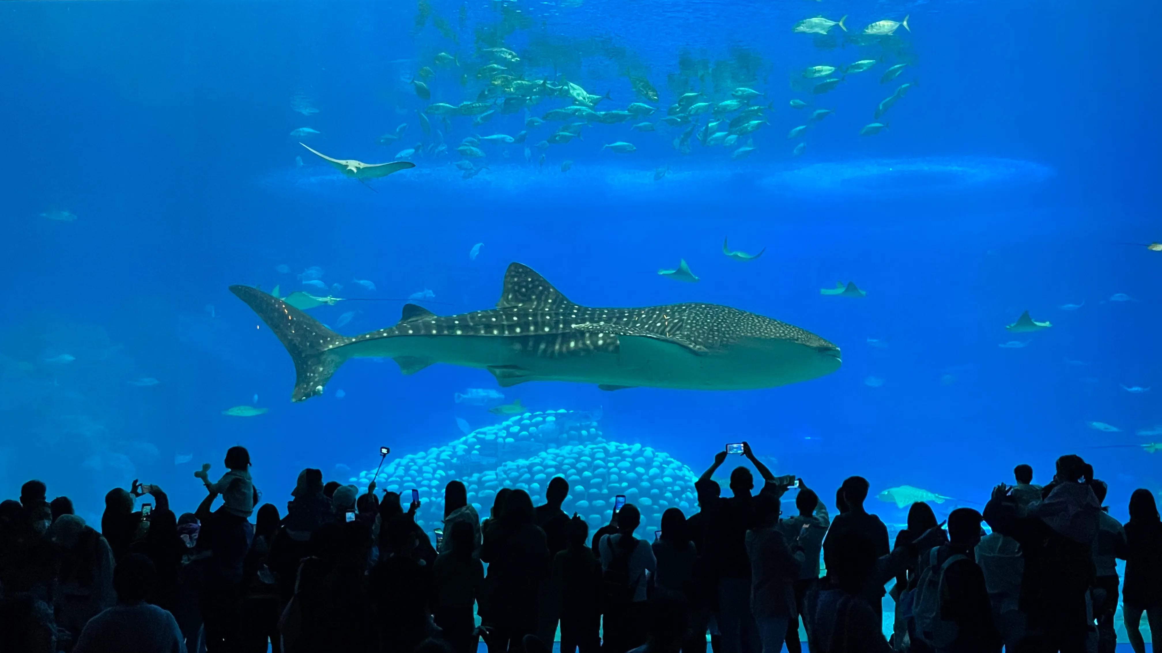 鐝犳捣闀块殕閲庣敓鍔ㄧ墿鍥拰娴锋磱鐜嬪浗,鐝犳捣闀块殕娴锋磱鐜嬪浗涓庨噹鐢熷姩鐗╁洯