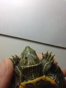 乌龟脖子腐皮怎么治最快,乌龟腐皮烂甲怎么治最快