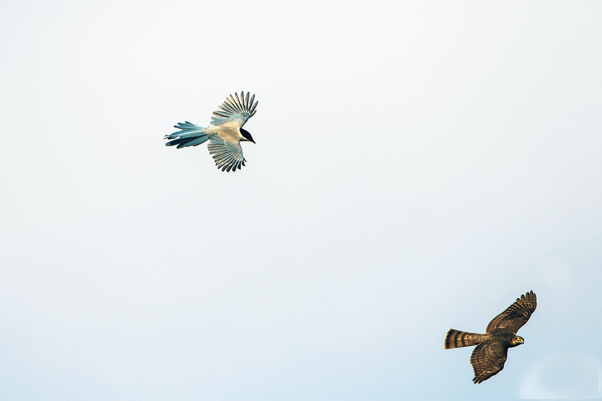 老鹰不吃喜鹊喜鹊为何没泛滥成灾,喜鹊很坏为何被视为吉祥鸟