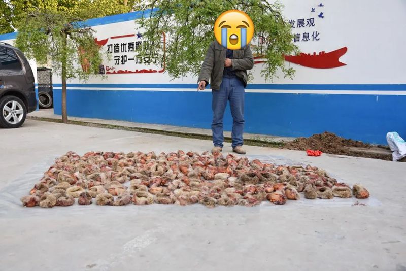 一晚上抓71只刺猬！山东一对夫妻被抓！为保护动物，每只200元