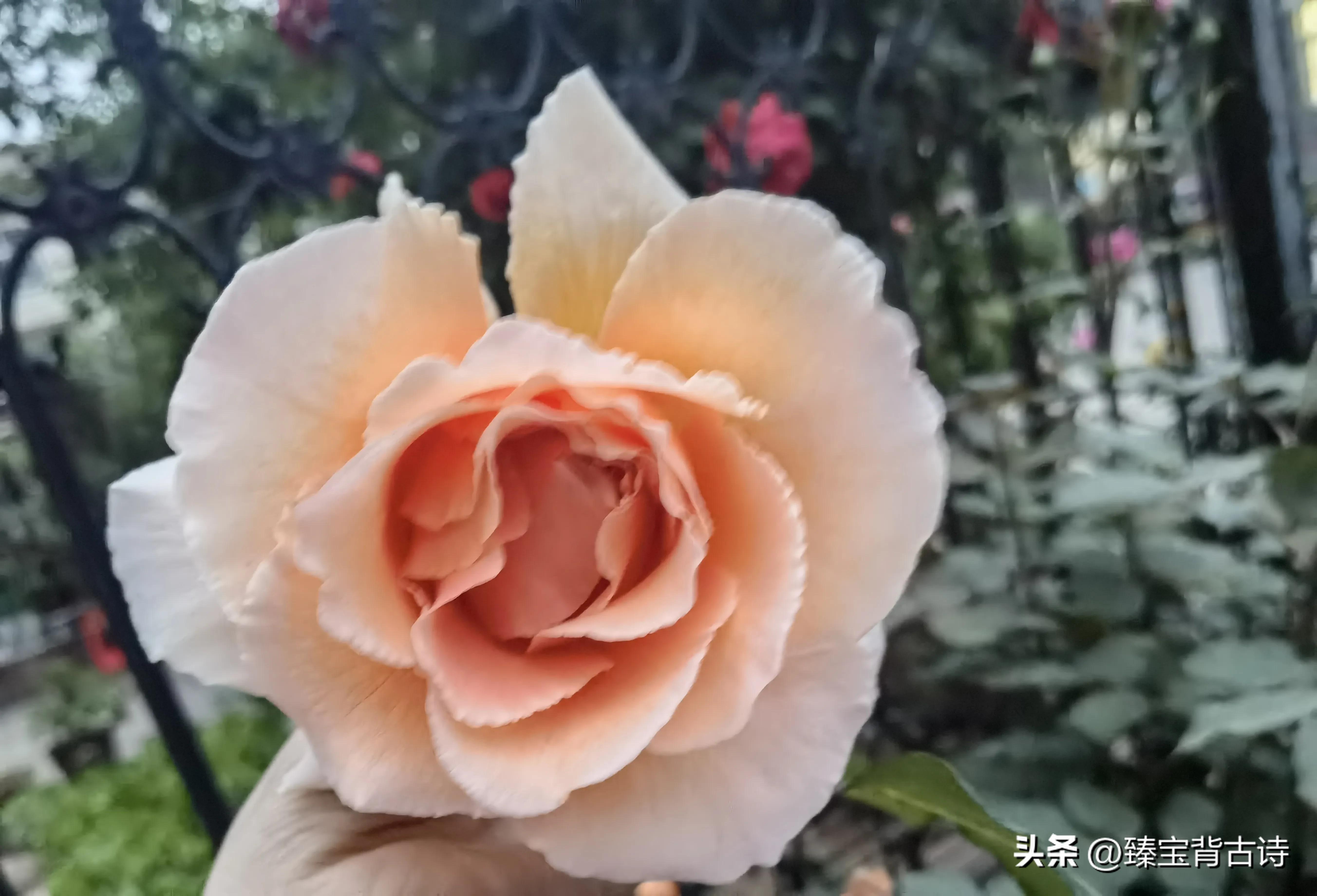 描写初夏的古诗词与配图,写初夏的经典古诗词