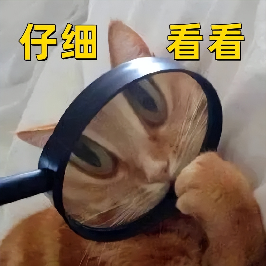 害死猫的网红饰品,盘点那些被人害死的网红猫