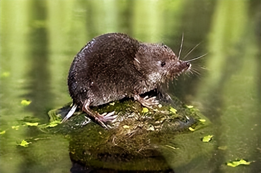 古希腊罗马文明对文化的影响,古希腊罗马为何不称为文明古国