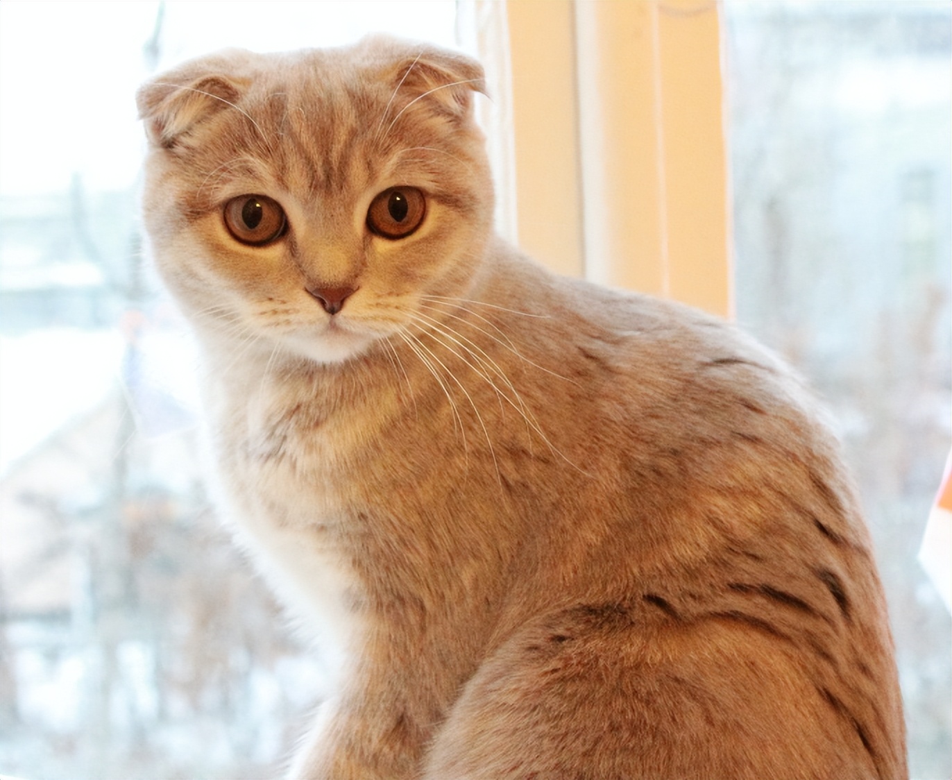 金色短毛猫是什么品种图片及价格,英国短毛猫品种分类标准图片大全