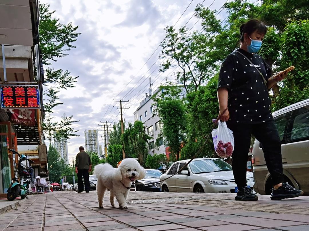 养狗人的视频,养狗人皮肤过敏的症状和表现