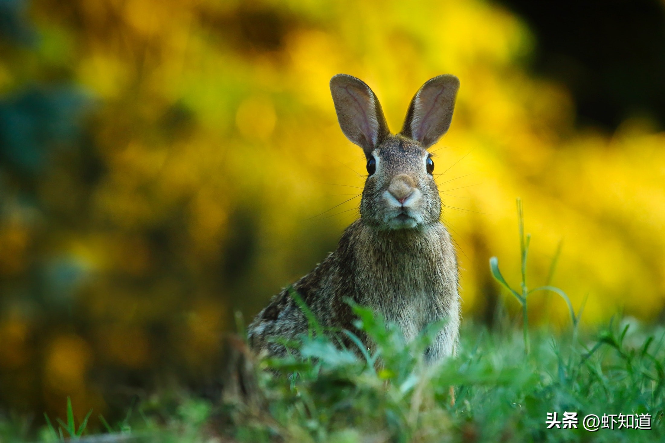 兔年怎么能少了兔子,兔年为什么叫卯兔
