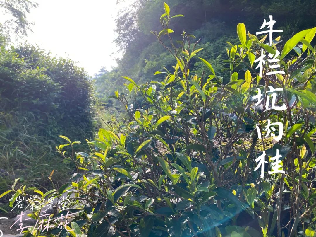 什么样的岩茶是好的岩茶,岩茶叶底很细