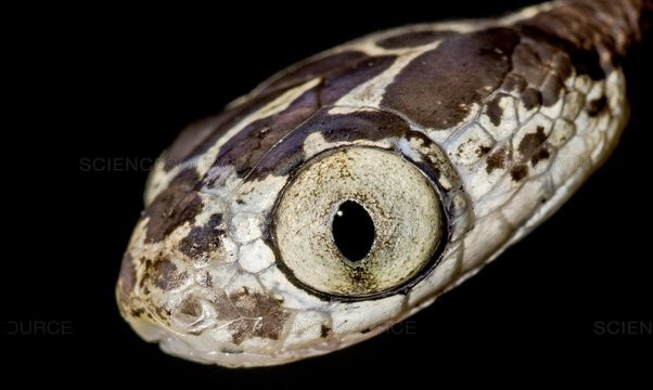 神奇的动物蛇的视频大全,神奇的动物蛇