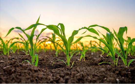 玉米药害了怎么办？做好应急补救措施，减少玉米药害现象