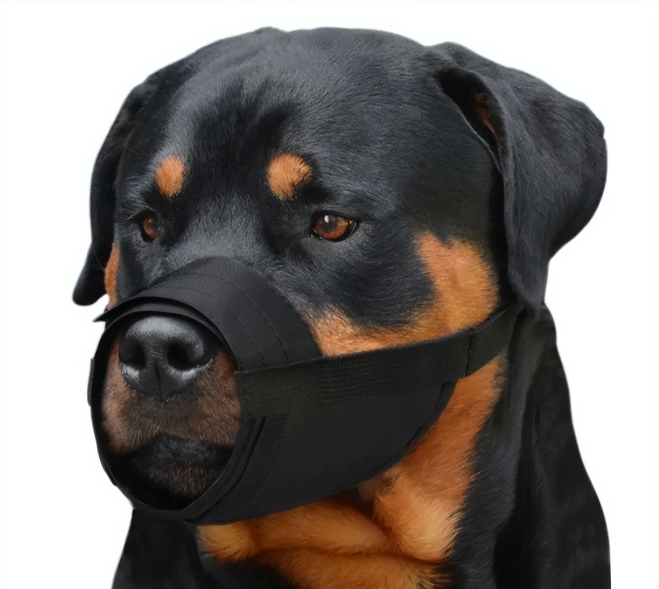 狗狗戴了嘴套对别的狗友好吗,狗狗嘴套可以防止它乱叫吗