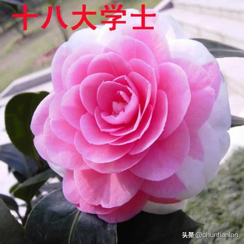 山茶花纯音乐,山茶花